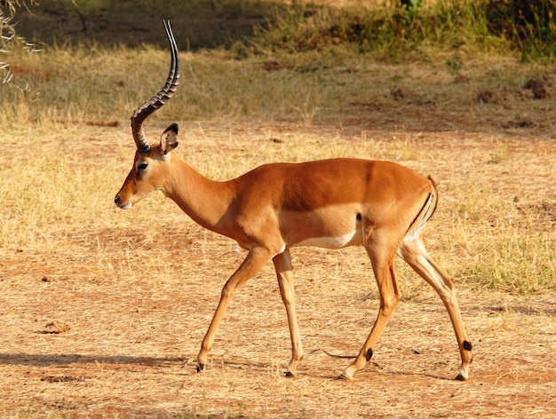 Impala caminando