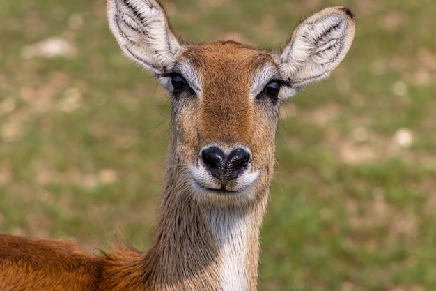 Impala close up retrato