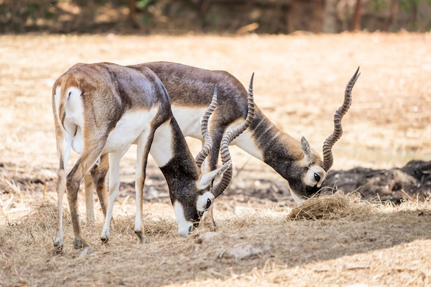 Impala com longos chifres em pé no chão seco