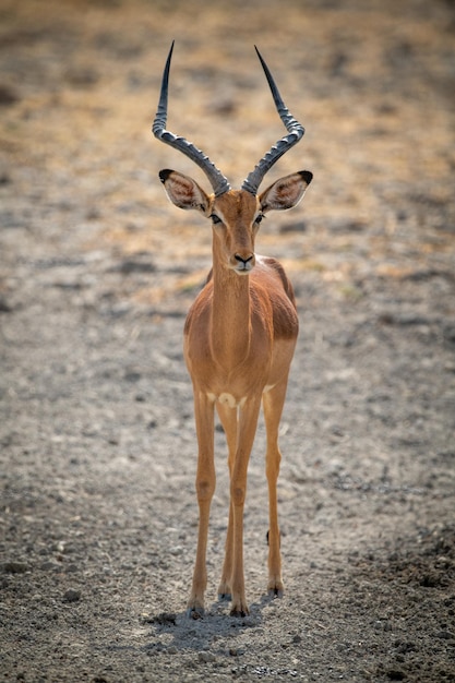 El impala común macho está mirando fijamente a la cámara