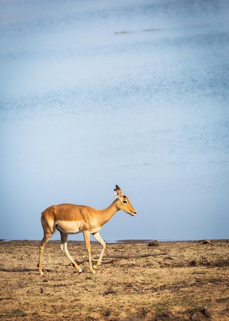 Impala, der durch Fluss geht