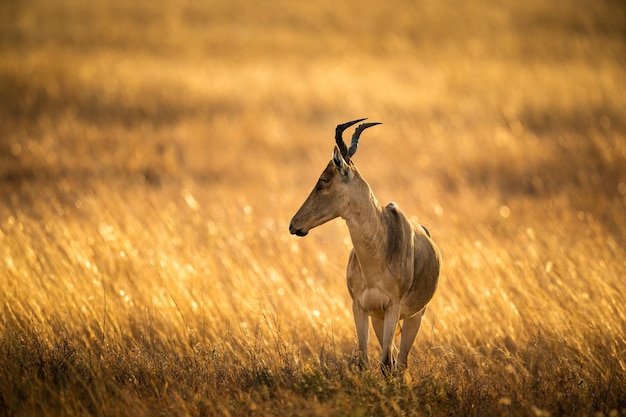 Impala em pé sob o sol da manhã.