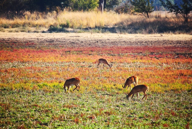 Impala em selvagem