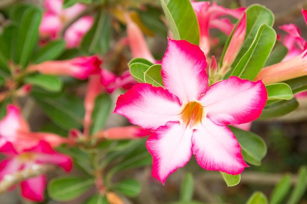 Impala-Lilie oder Wüstenrose oder Scheinazalea schöne rosa Blume im Garten