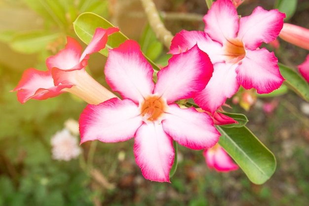 Impala Lily ou Desert Rose ou Mock Azalea bela flor rosa no jardim