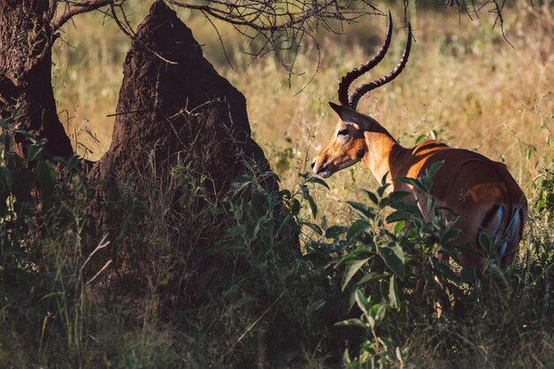 Foto impala masculino de pé no campo