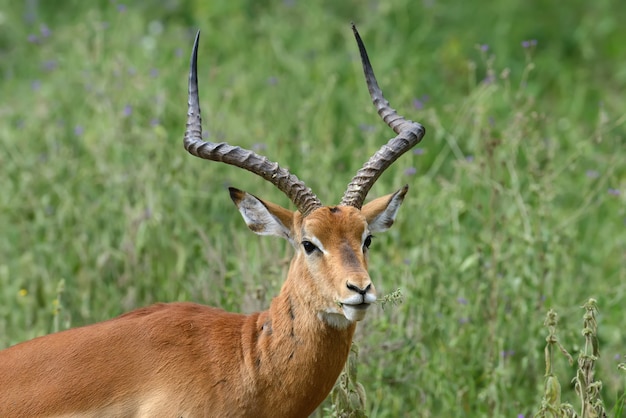 Impala na savana da áfrica