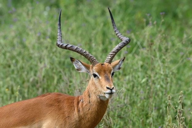 Impala na savana da África