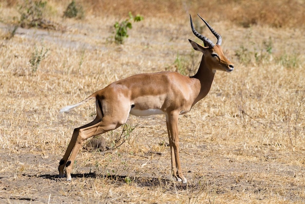 Impala Nahaufnahme Tarangire Nationalpark Tansania