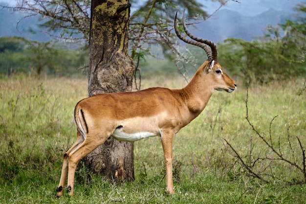 Impala no lago nakuru, quênia