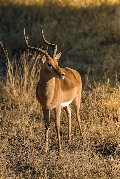 Impala pastando no Parque Nacional Kruger, África do Sul