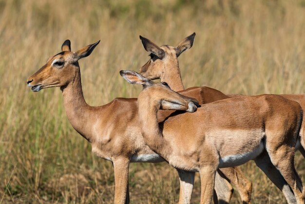 Impala pastando Parque Nacional Kruger Sudáfrica