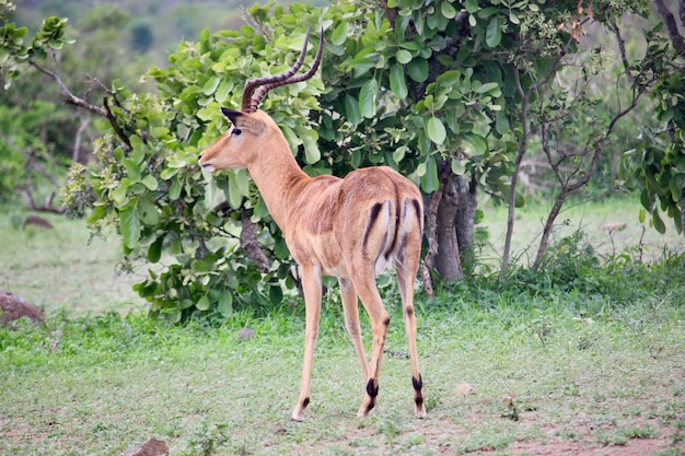 Foto impala por uma árvore