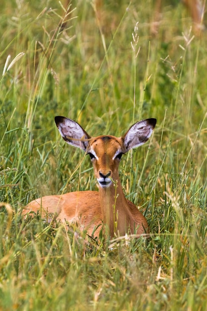 Impala reclinado. Em repouso. Tarangire, África