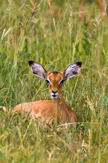 Impala reclinado. En reposo. Tarangire, África