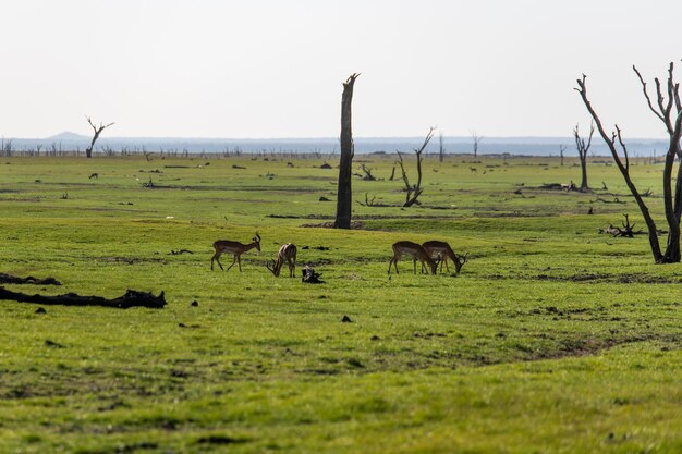 Foto impalas auf einem feld