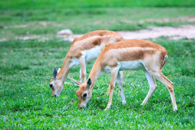 Impalas em pé no campo de grama