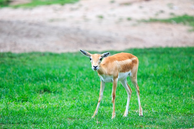 Impalas de pie en el campo de hierba