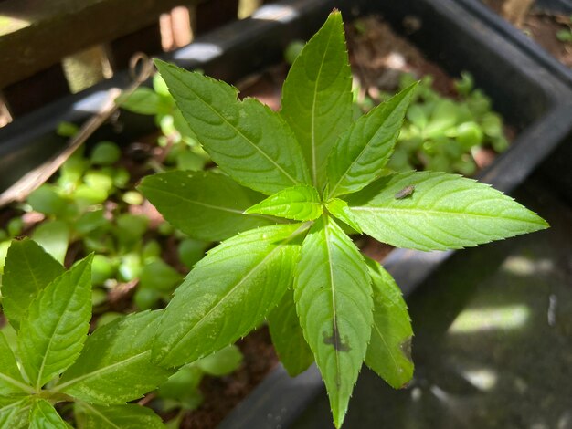 Impatiens balsamina L es una planta originaria del sur y sureste de Asia, pero fue introducida en América en el siglo XIX Esta planta es una planta anual o bienal