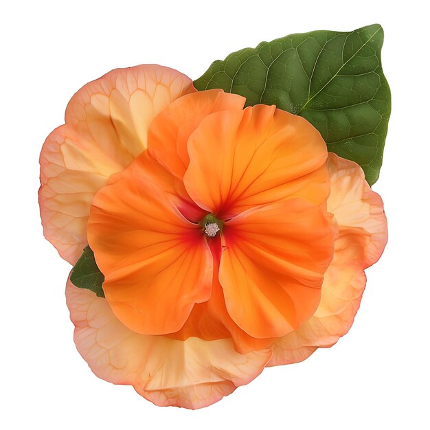 Foto impatiens flor com cor laranja e bicolor a flor clipart isolado em branco bg natural