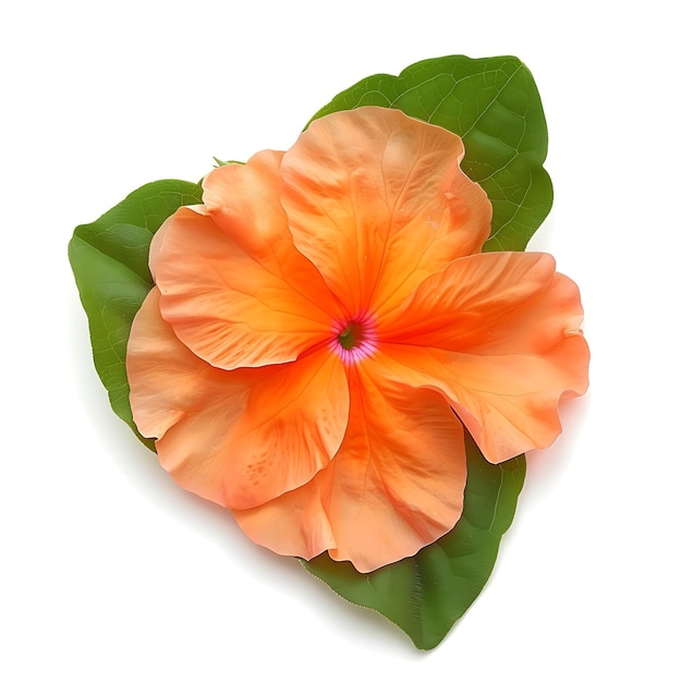 Impatiens Flor com cor laranja e bicolor a flor Clipart isolado em branco BG Natural