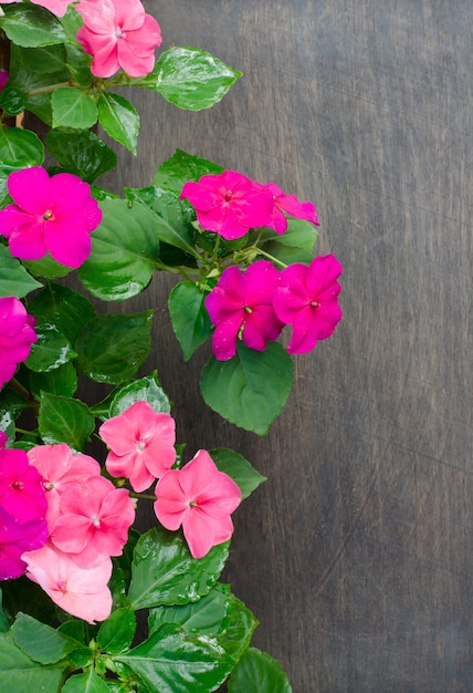 Impatiens flor em fundo de madeira