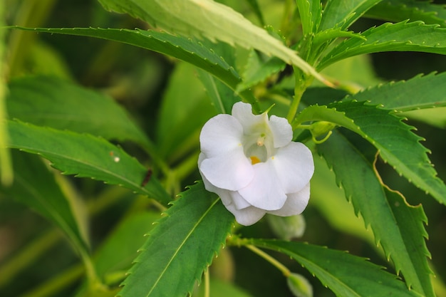 Impatiens glandulifera Pflanze