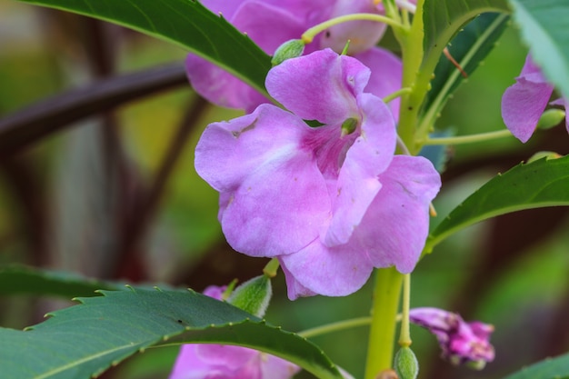 Impatiens glandulifera planta