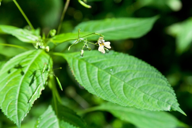 Impatiens-Pflanze im Sommer