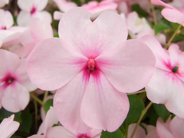 Foto impatiens rosa busy lizzie nombre científico impatiens walleriana flores también llamadas balsamo