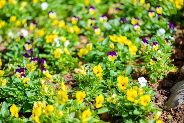 Impatiens walleriana sultanii ocupado lizzie flores