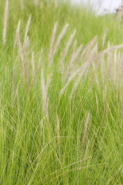 Foto imperata cylindrica beauv de la hierba de las plumas en la naturaleza
