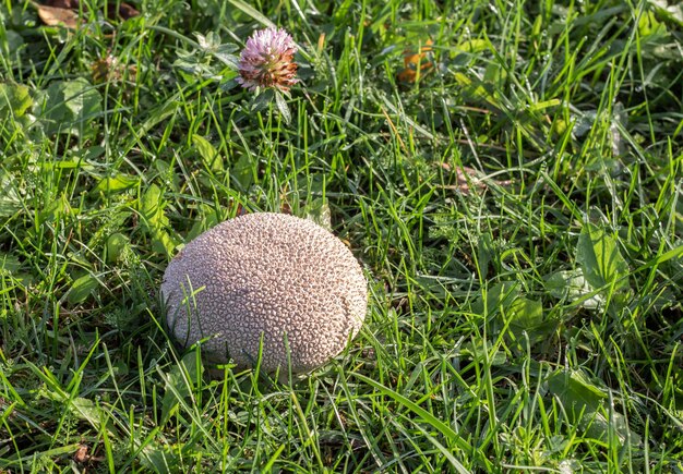 Un impermeable de hongos o golovach que crece en la hierba en el césped