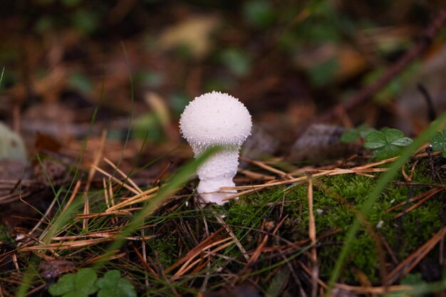 El impermeable de setas blancas en el bosque