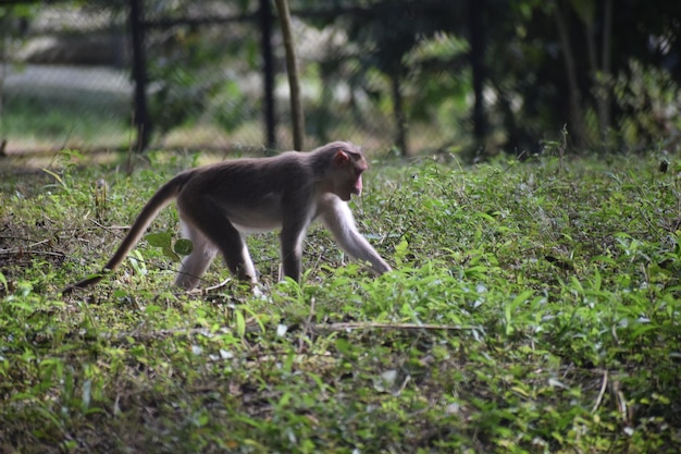 Foto impertinente da selva