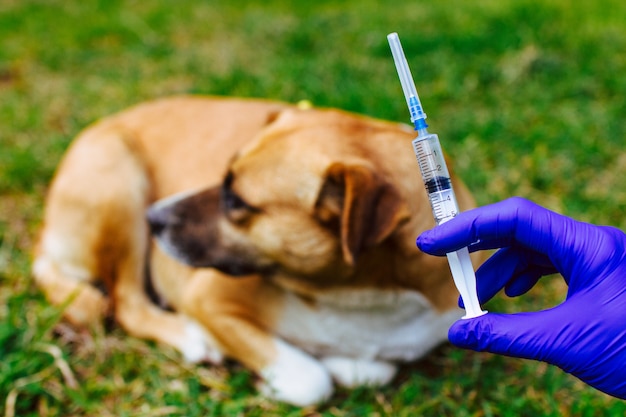 Impfung obdachlos, streunende Tiere von Tollwut und Krankheiten. Virenschutz. Medizin, Haustier, Tiergesundheitspflege. Impfstoffeinspritzung zum Hund