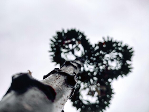 Foto imponentes plantas de yuca