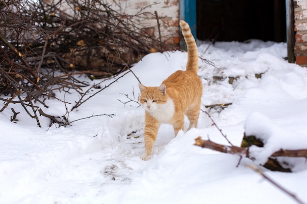 Importante gato rojo camina en la nieve