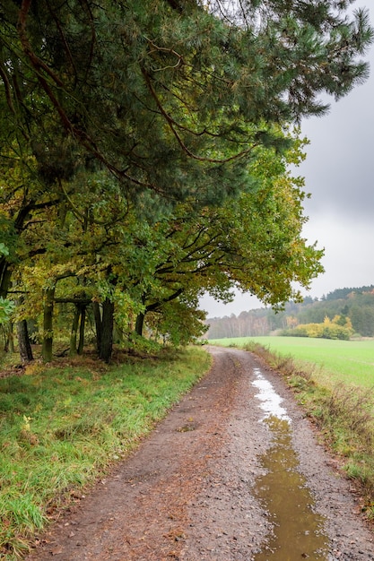 Impresionante bosque en otoño en Europa