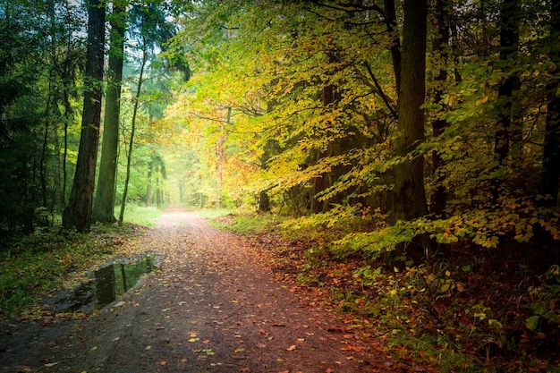 Impresionante bosque en otoño en Polonia