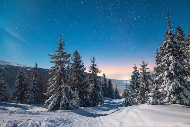 Impresionante cielo estrellado de la hermosa naturaleza con abetos nevados y hermosas laderas de las montañas de invierno. El concepto de naturaleza prístina del norte y belleza nevada