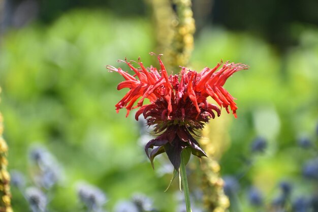 Foto impresionante flor de bálsamo de abeja roja que florece en un jardín