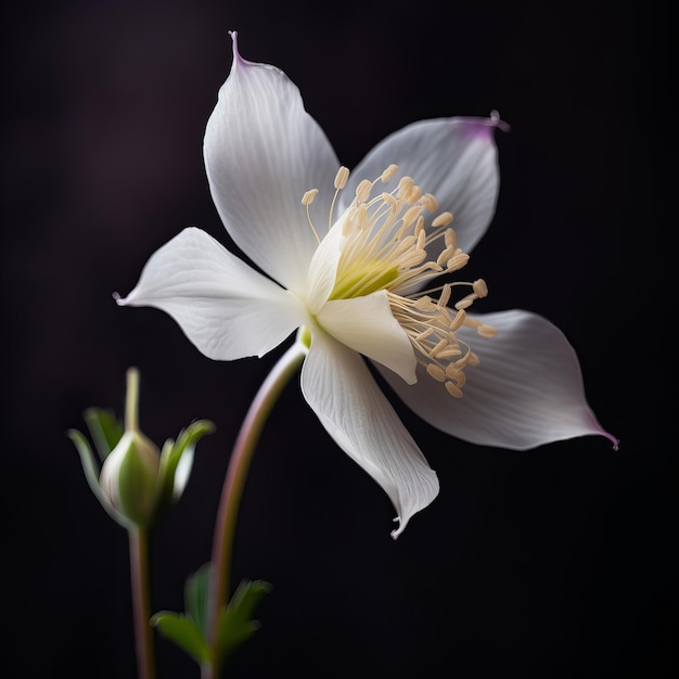 Impresionante flor de Columbine en alta definición