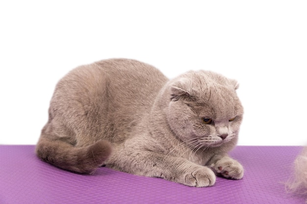 Impresionante gato gris británico de pelo corto adulto acostado mirando hacia el frente