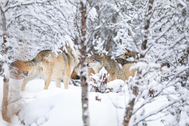 Impresionante imagen 4K de un lobo en un bosque nevado de invierno