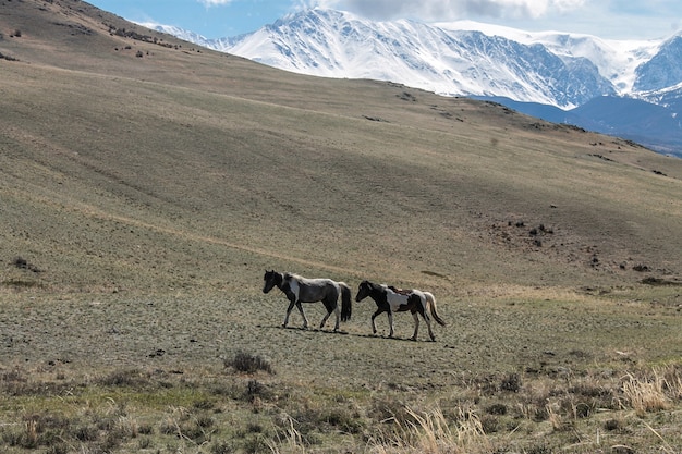 Impresionante paisaje de Altai con caballos