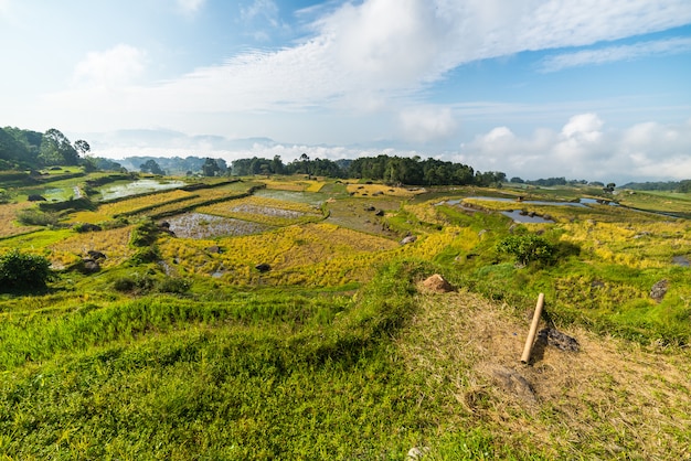 Impresionante paisaje de arrozales