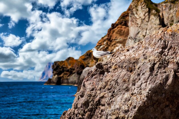 Impresionante paisaje en la costa del océano azul en un clima claro y soleado con gaviota