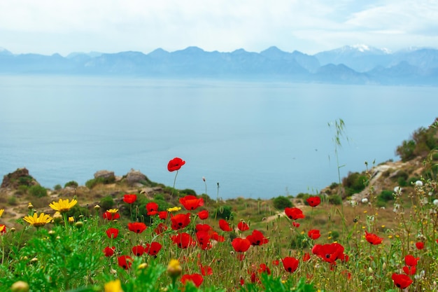 Impresionante paisaje con flores y maquis rojo en el primer plano de las colinas con fondo de montañaTurquíaAntalya