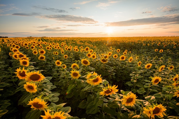 Impresionante paisaje del gran campo de girasoles en la noche contra la puesta del sol